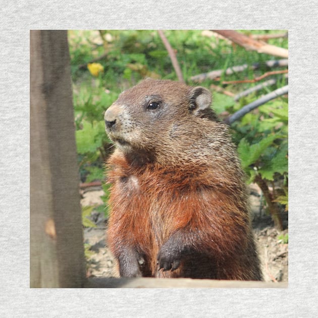 Woodchuck Checking out the Place by Judy Geller